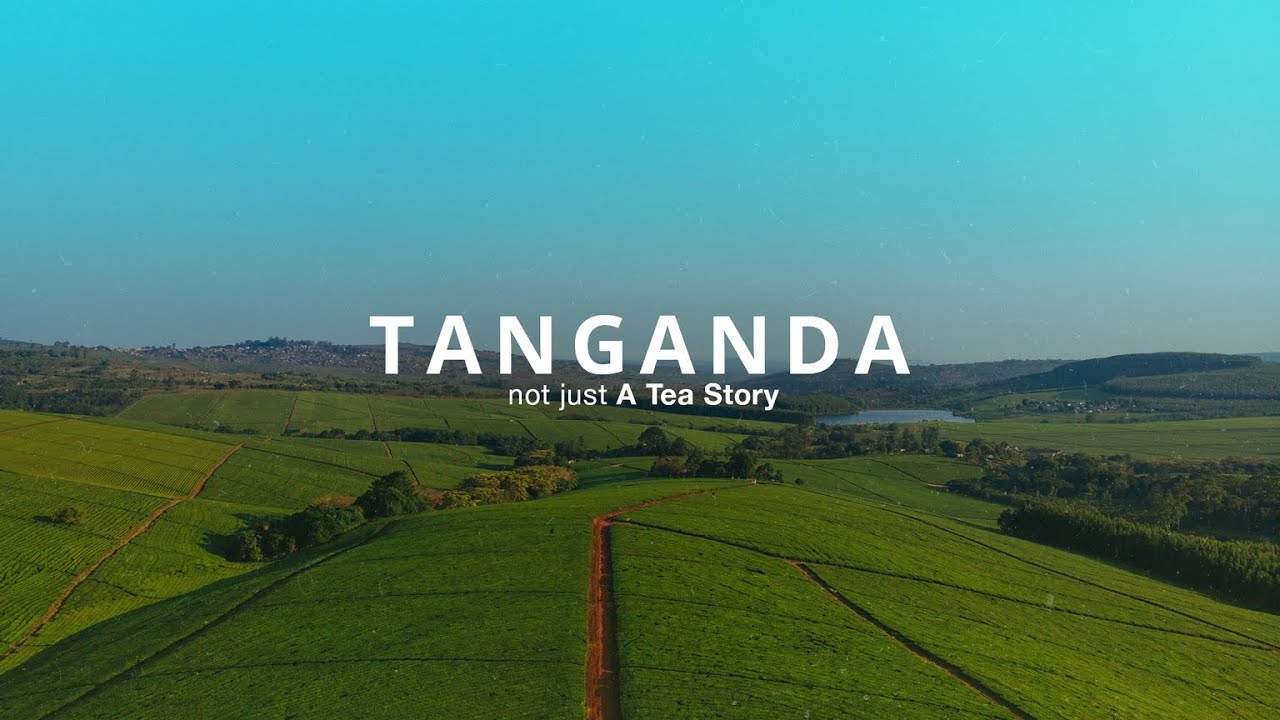 Not Just A Tea Story - TANGANDA