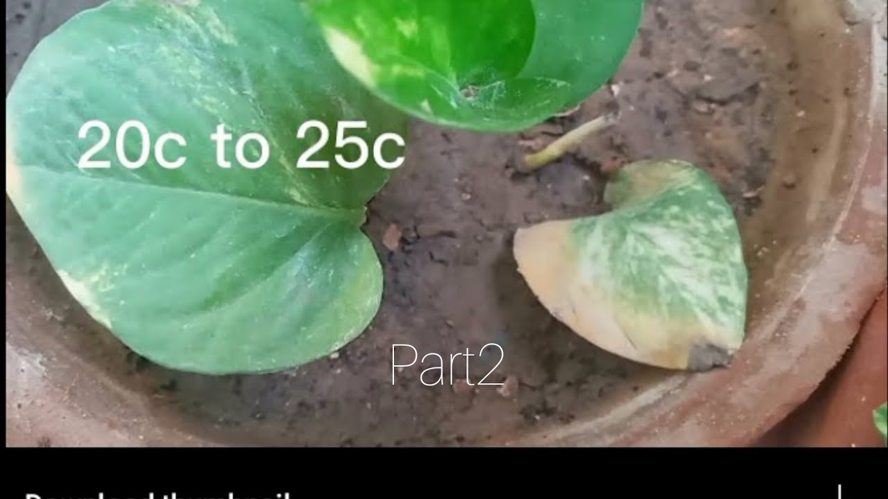 yellow leaves |burn leaves of money plant #gardeningwithnayoutuber .