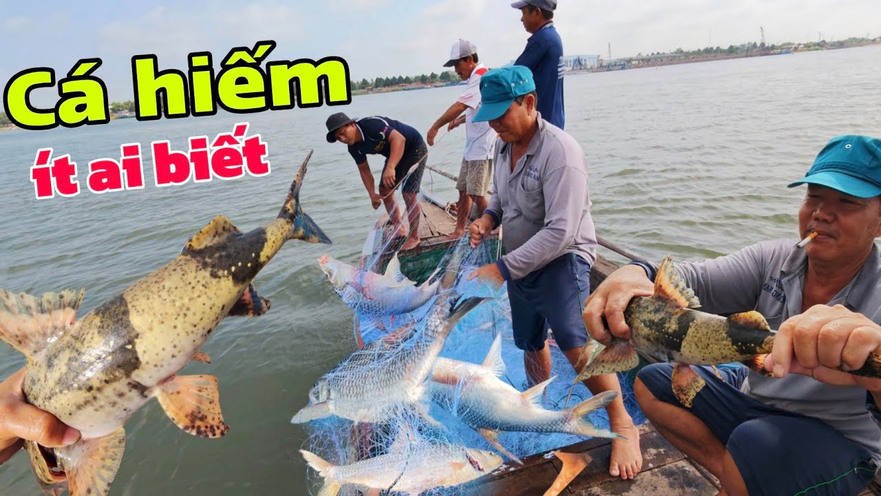 Thả lưới Cá Sông Tiền dính bầy cá khủng kiếm tiền triệu - ít ai biết cá này?