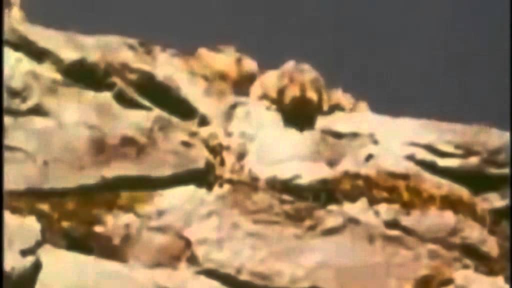 osdorp posse'' rust en ruimte''