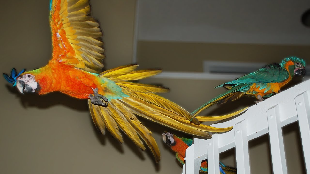 Indoor Flight Training Parrots Basics | BTT