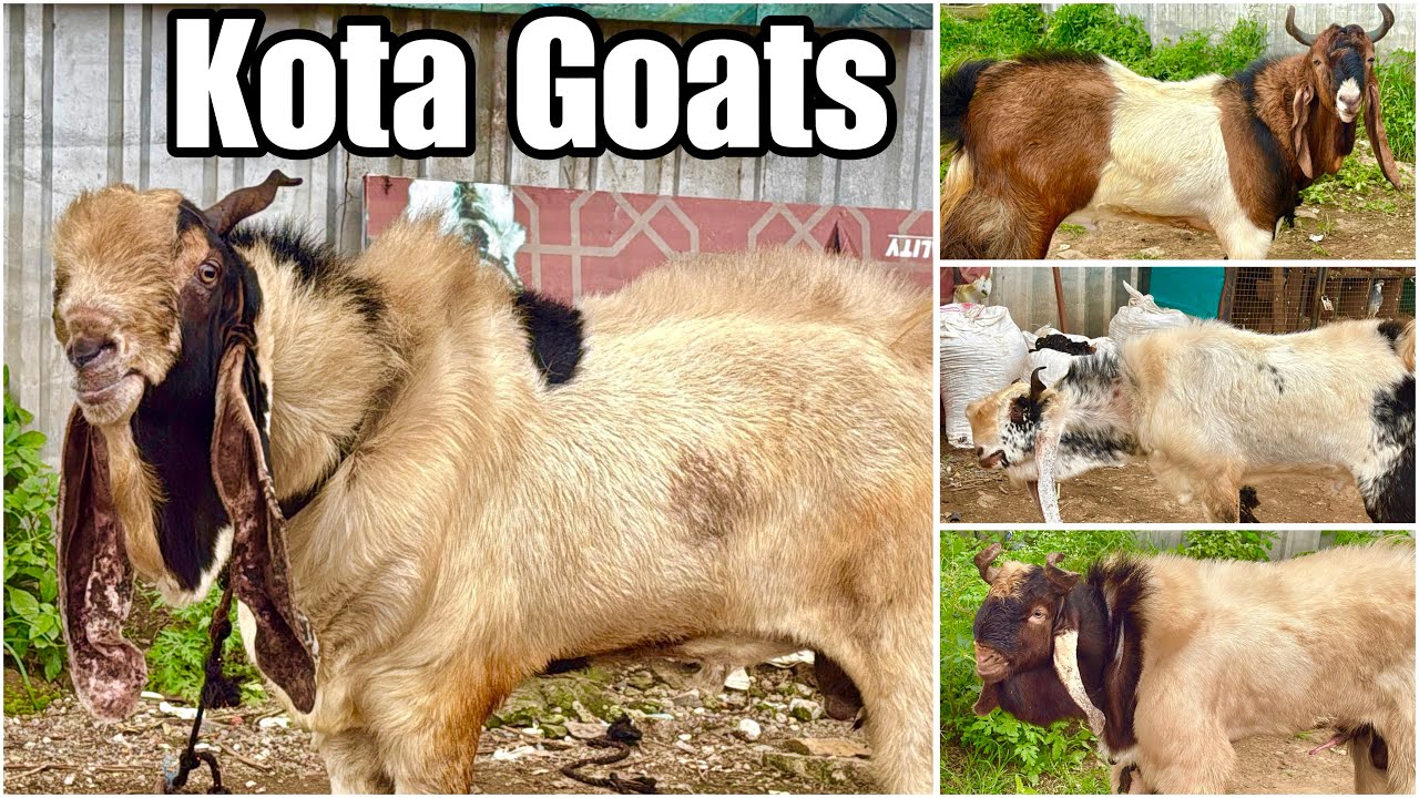 Kota Goats of Abraar Bhai at Ya Ali Goat Farm Pune