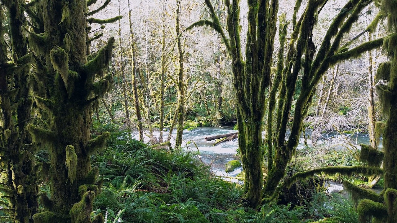 Tillamook State Forest - Exploring the Kilchis River