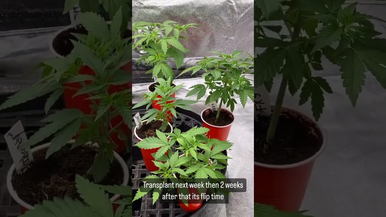 Let&rsquo;s grow #growyourownmedicine #mmjpatient #marijuanagrowers
