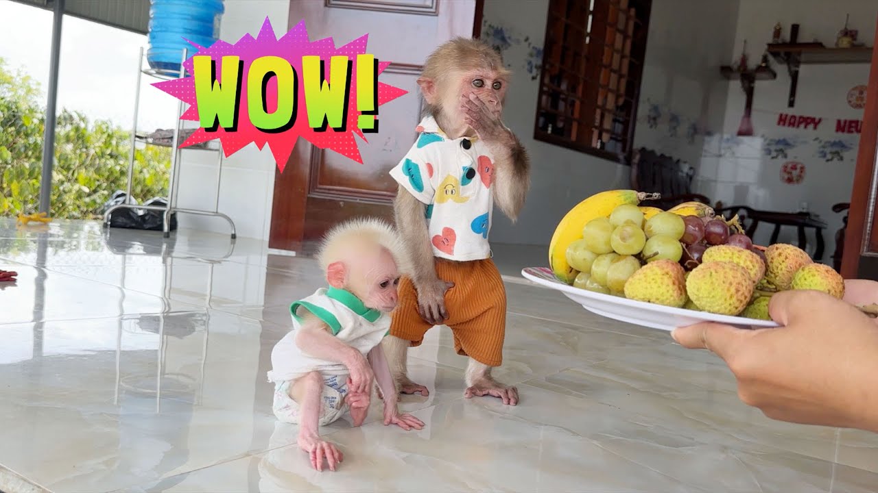 Monkey SinSin and ZiZi suddenly received a giant fruit plate from Dad for this reason