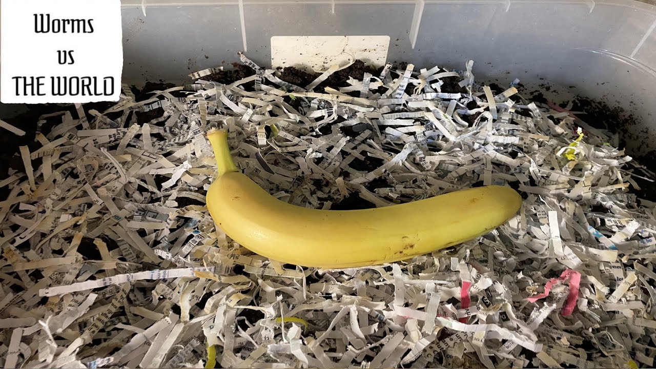 Worms vs Banana Timelapse