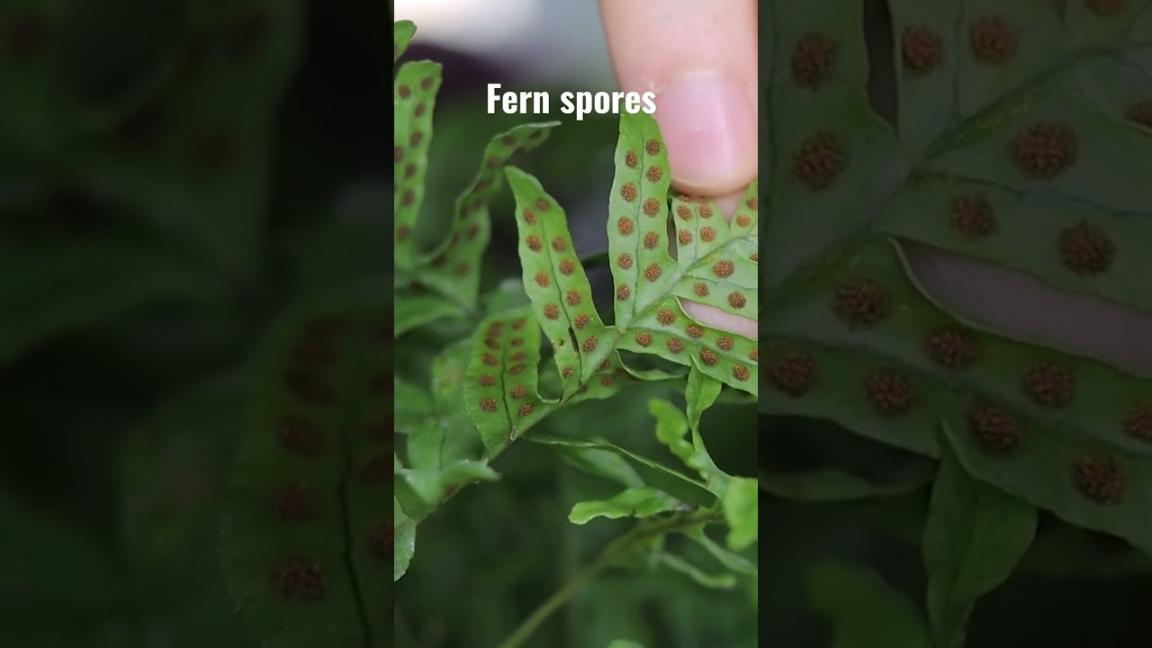 🪴 Fern Spores 🌿