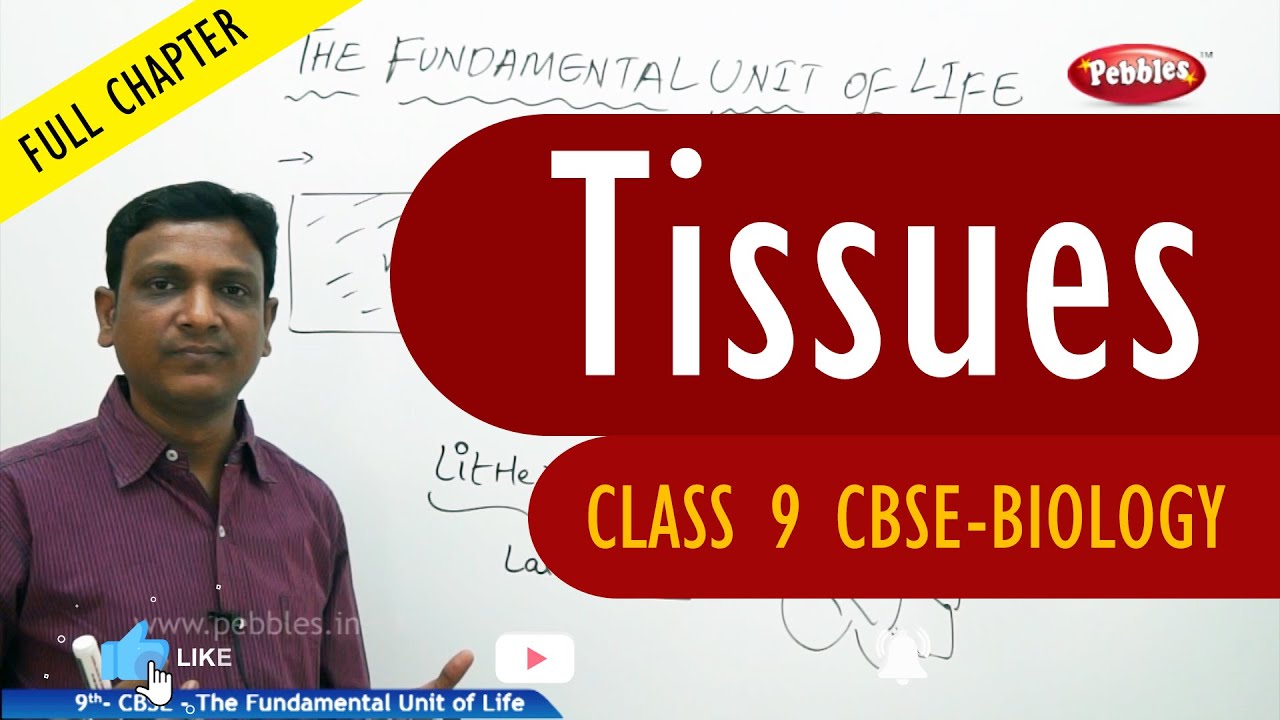 Tissues full chapter | Biology | Class 9 | CBSE Syllabus