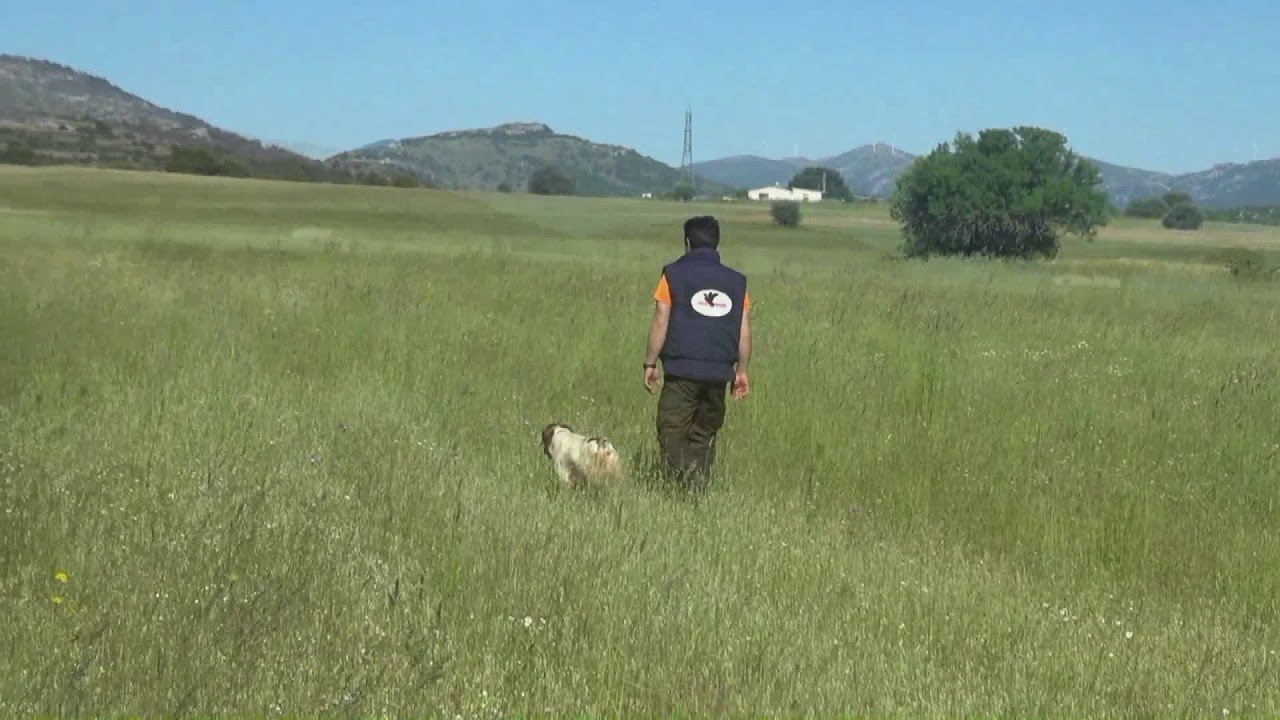ΔΗΜΗΤΡΗΣ ΓΛΕΖΟΣ ΕΚΤΡΟΦΕΑΣ - ΕΚΠΑΙΔΕΥΤΗΣ ΚΥΝΗΓΕΤΙΚΩΝ ΣΚΥΛΩΝ