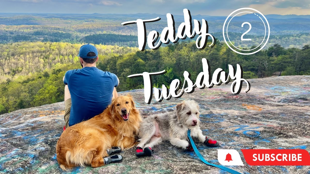 My dog is so spoiled he has his own day! #teddytuesday  #dog #goldenretriever