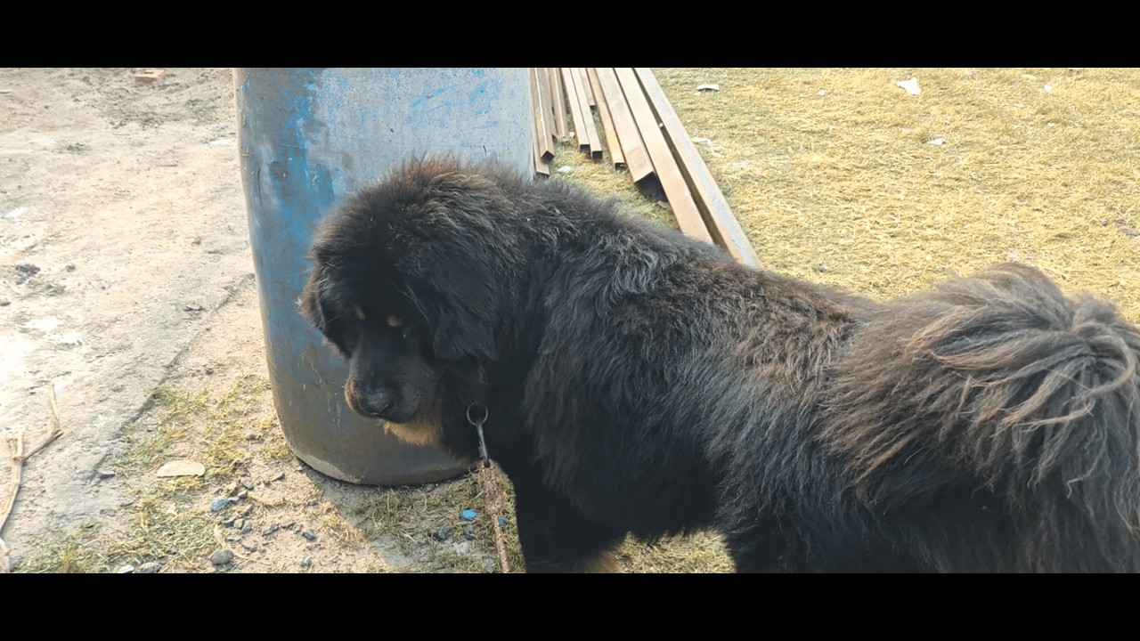 Saturday Walk with Mickey the Bhotia in Sanjay Jheel