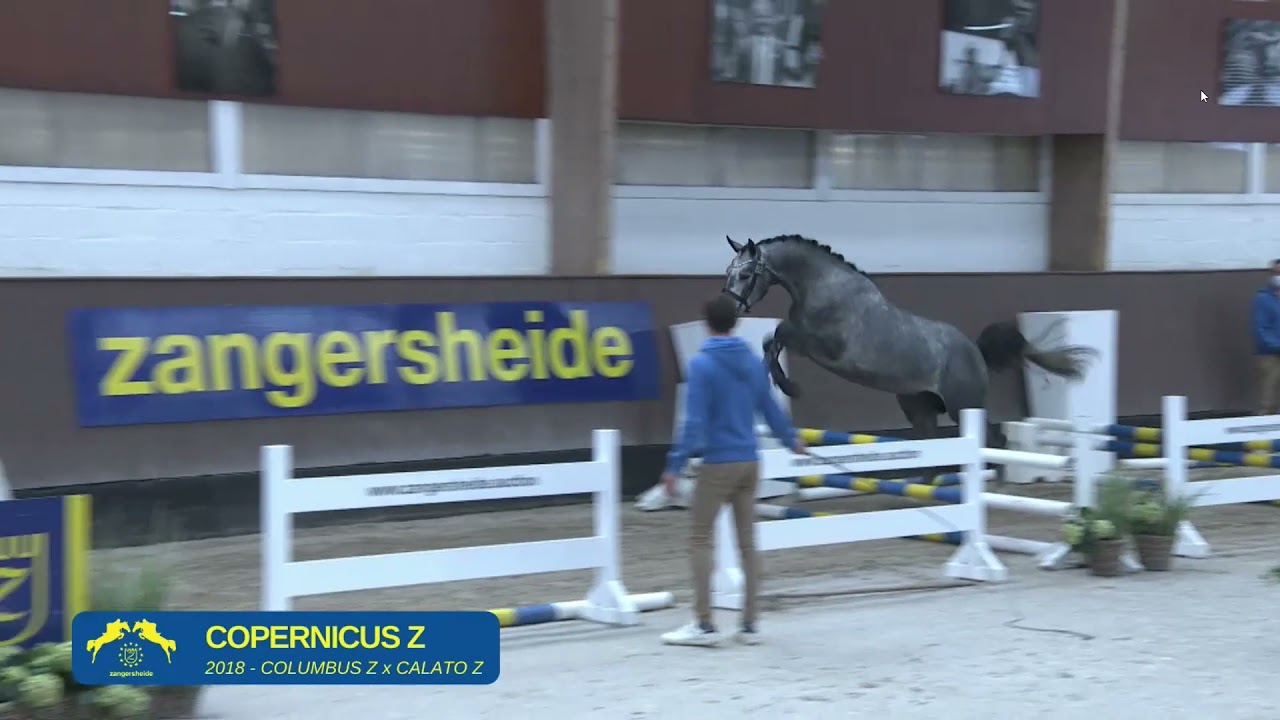 Copernicus Z- Second presentation free jumping   Zangersheide Voorjaarskeuring 2021
