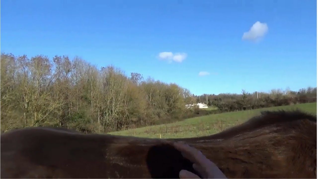 Le muscle long dorsal 🐎 : comment le juger