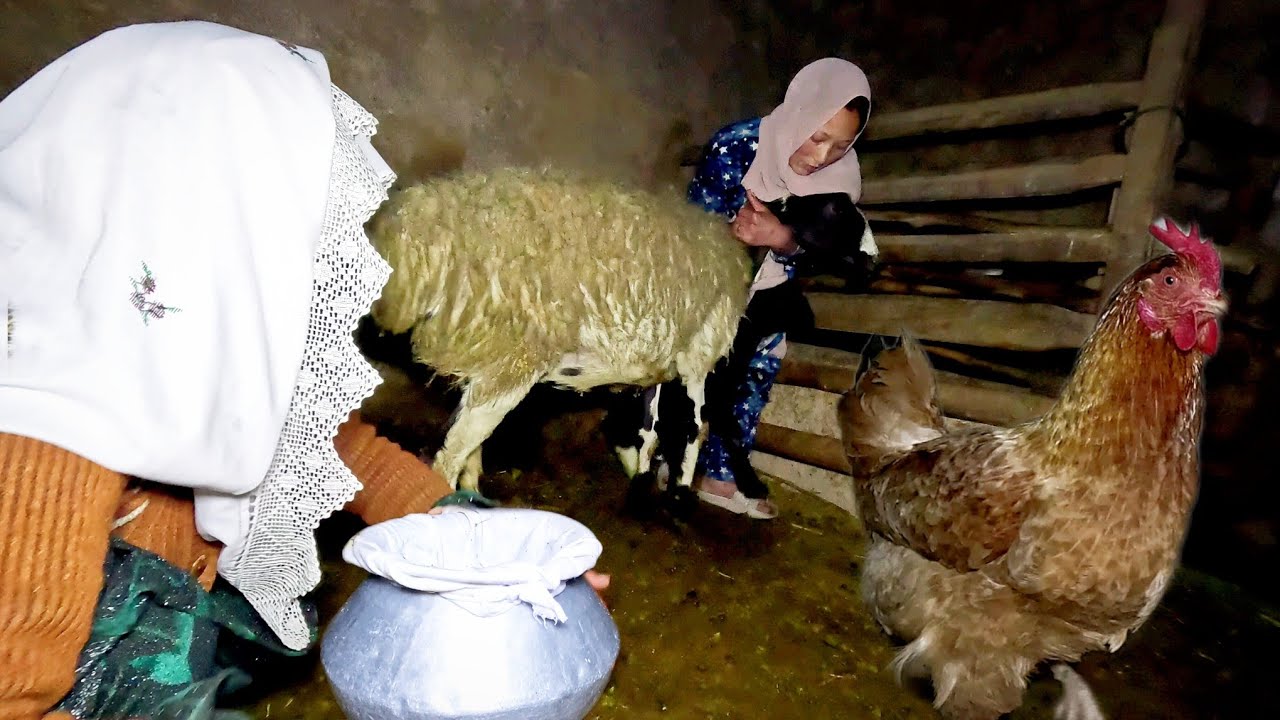 لذیذترین غذایی که با شیر گوسفند تهیه می شود