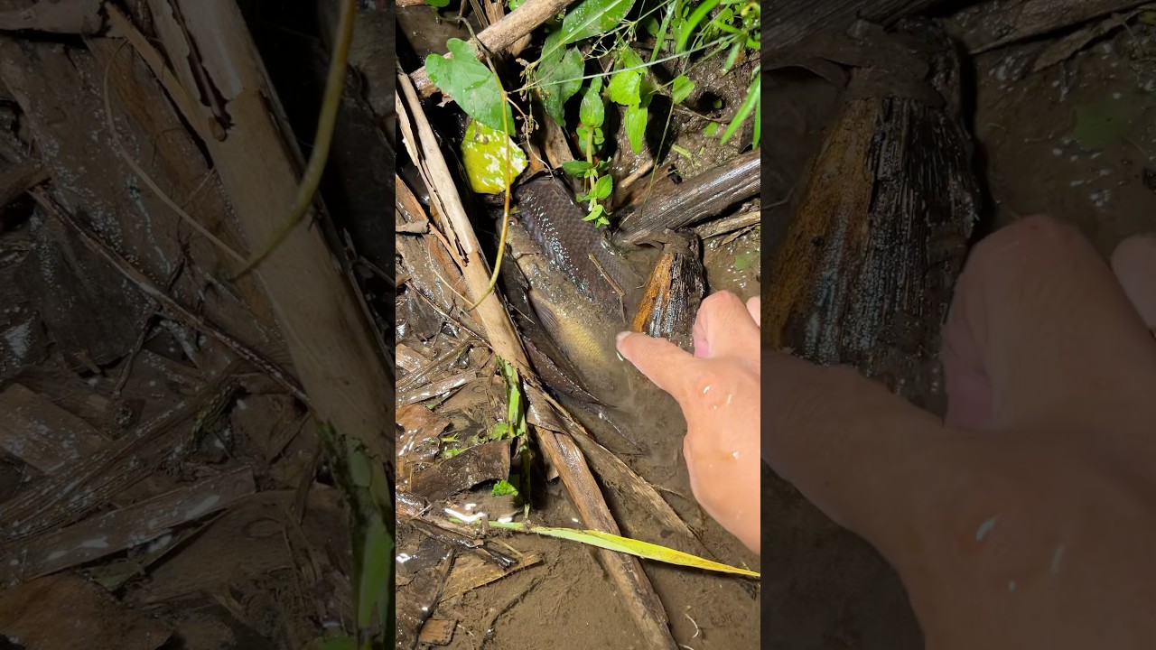 Akibat kemarau banyak ikan betok besar sembunyi disini !!! #ikan #betok #fishing