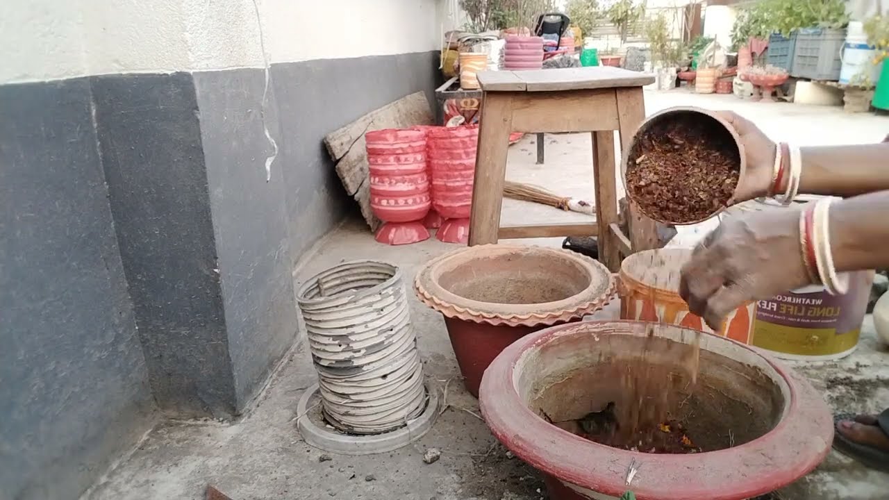 মাটি ছারা গাছ নাম না জানা ফুল গাছ