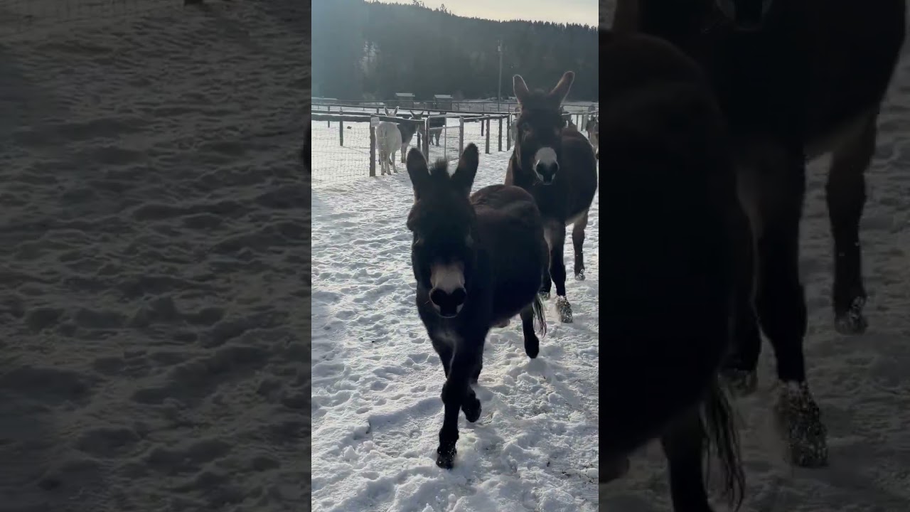 Snow Zoomies with our rescue Donkeys & Mules