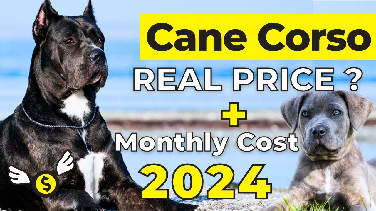 Cane Corso Price In India 2024 | Cane Corso Price and Monthly Expenses