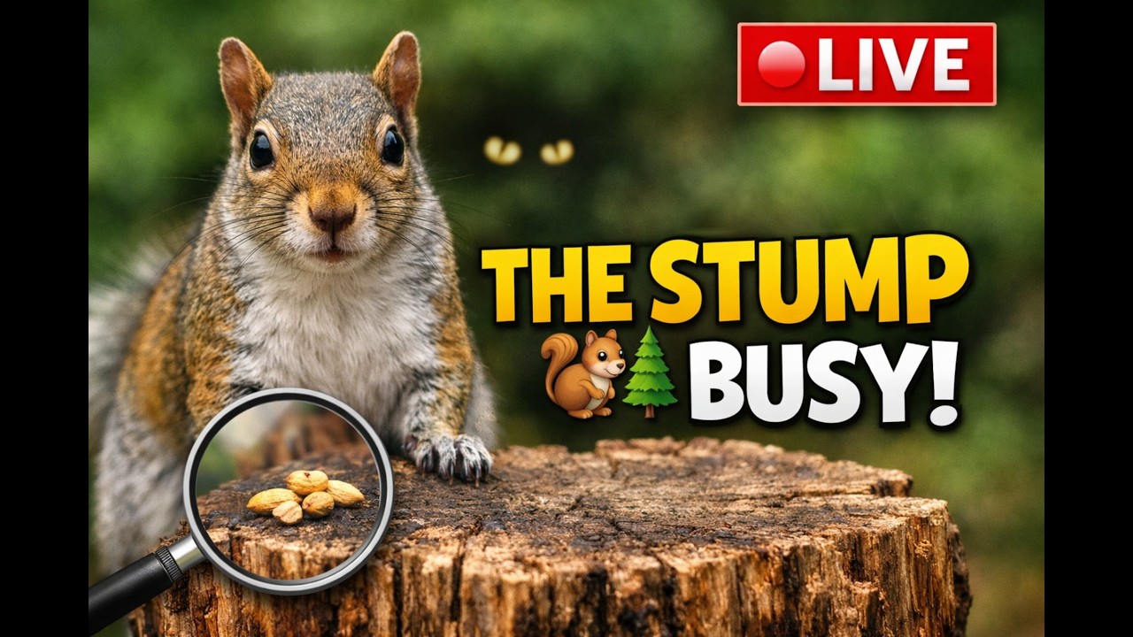 LIVE Squirrel Cam on the Stump | Blue Ridge Wildlife Watching in Asheville, NC