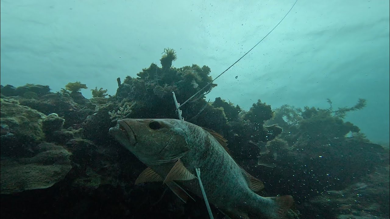 REEF HUNTING | MANGROVE SNAPPER | SPEARFISHING PHILIPPINES 