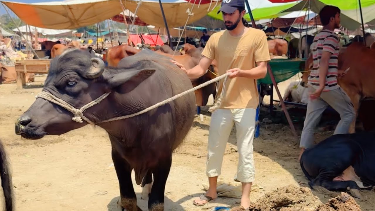 Qurbani ka kata le liya 💁Say Mashallah 🥰 2k25 Manawa Mandi lahore❤️
