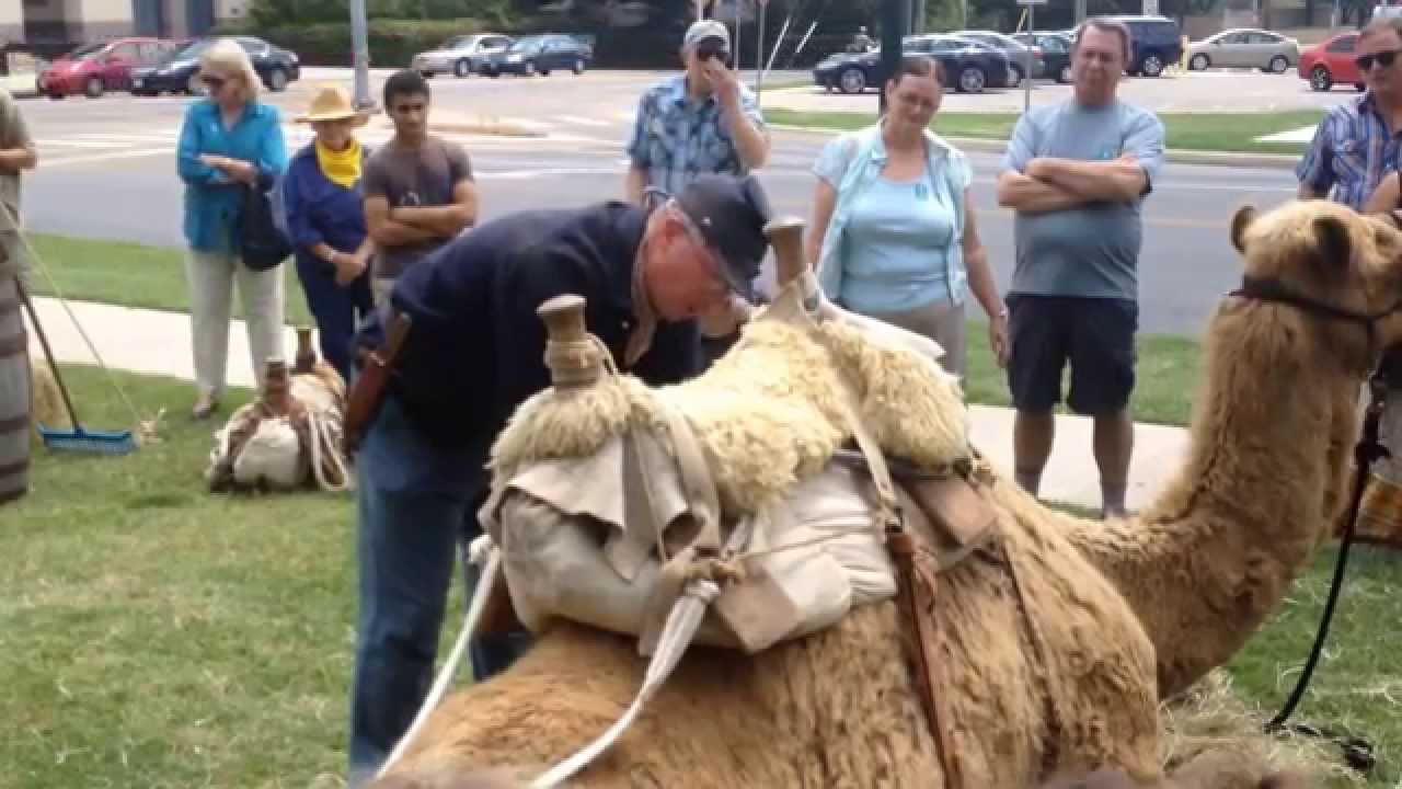 US MILITARY CAMELS