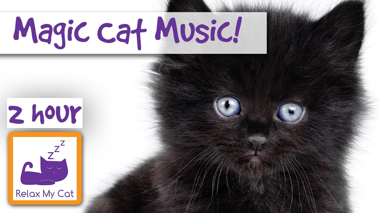 Magic Cat Music! Watch Your Cat Fall Asleep Before Your Eyes with Our Specially Designed Cat Music!