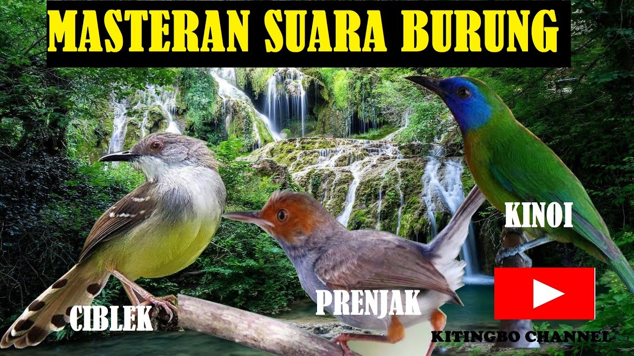 MASTERAN SUARA BURUNG PRENJAK, KINOI, DAN CIBLEK... KUALITAS AUDIO JERNIH