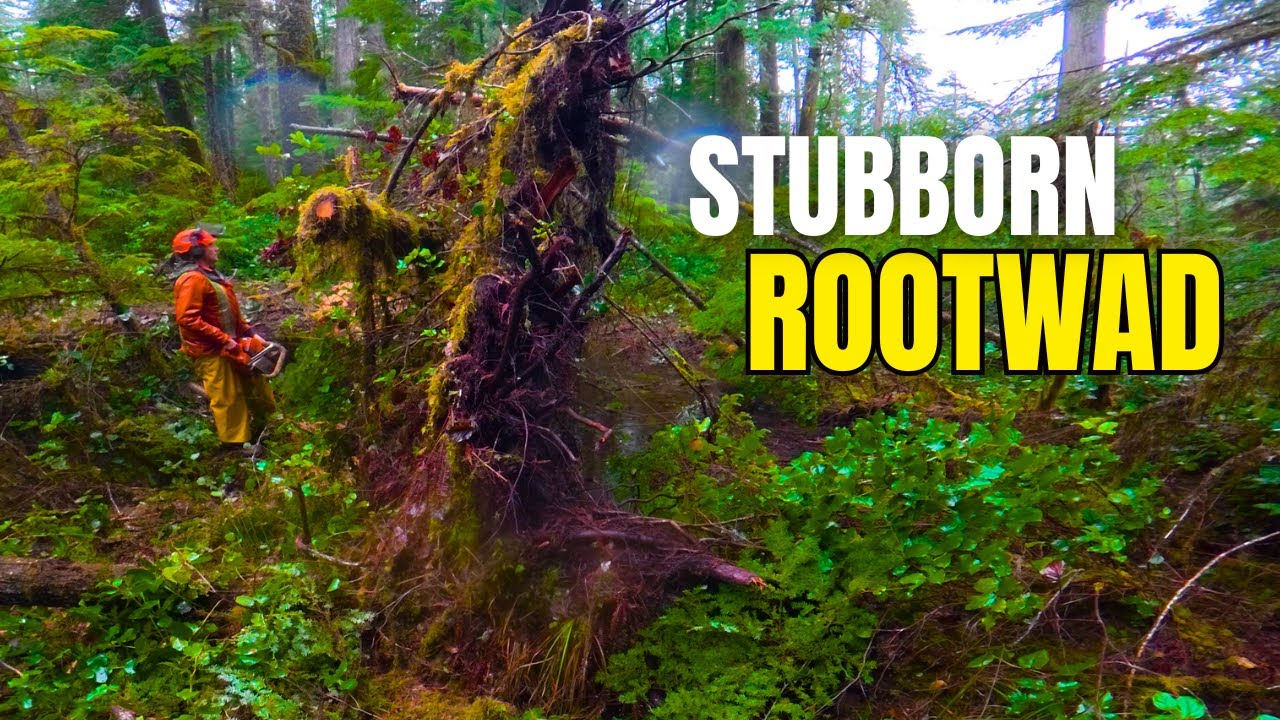 Old Growth Swamp | The only Snow Day in January 