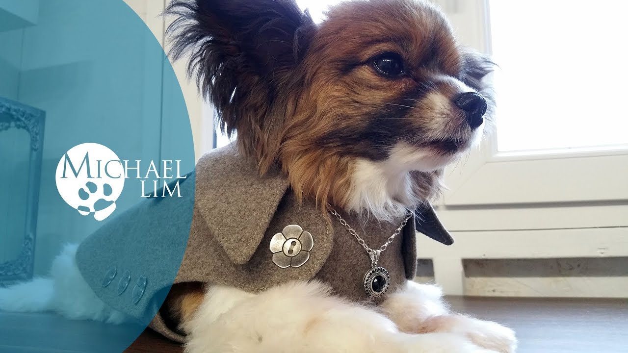Dog Coats / Simple & Stylish