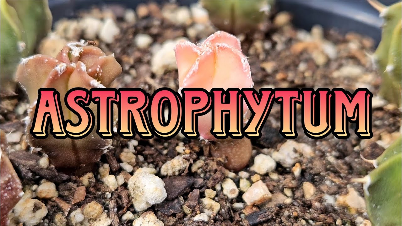 Astrophytum bebés