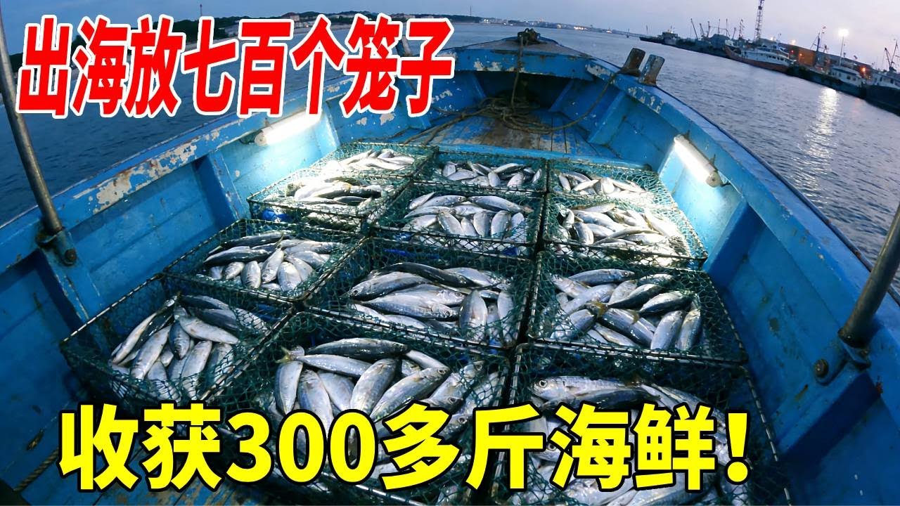 出海放七百个笼子，收获300多斤海鲜回来，看一下能卖多少钱   #赶海  #海鲜  #捕鱼