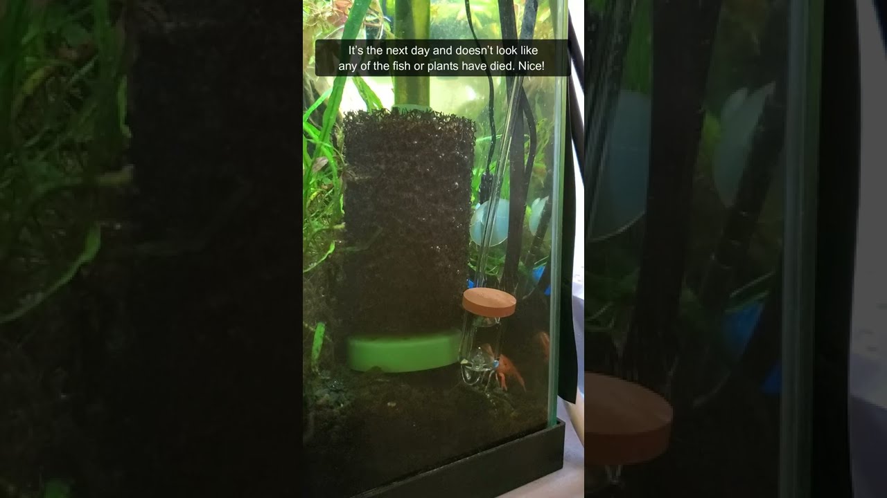 How I Clean a CO2 Diffuser in 10 Minutes