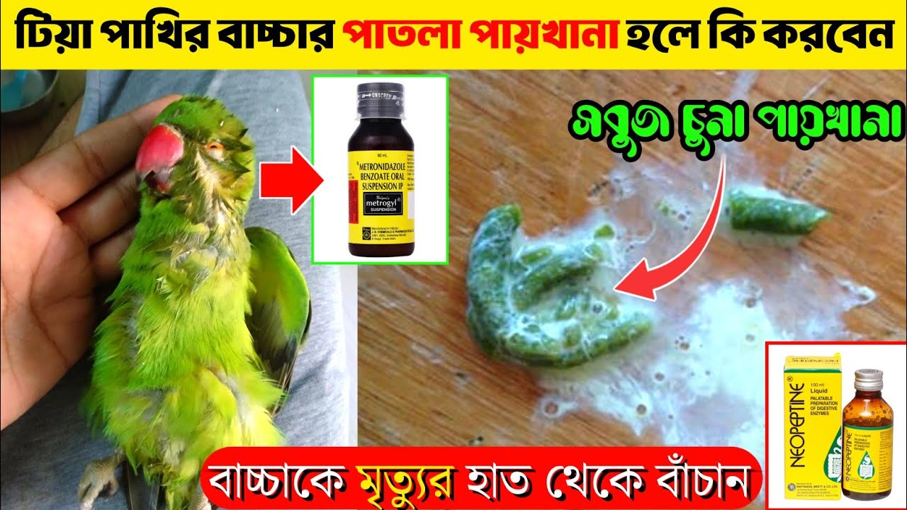 টিয়া পাখির বাচ্চার পাতলা পায়খানা হলে কি করবেন?💩|| পায়খানা পাতলা হওয়ার কারণ, চিকিৎসা এবং ঔষধ💊🦜