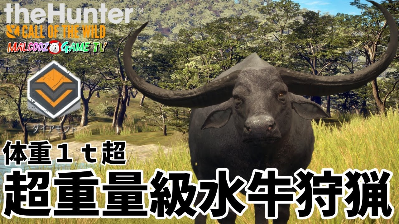 【ザハンターコールオブザワイルド】びっくり仰天！！すげぇ角だわ！まさかの1トン超えの水牛を狩る！【theHunter: Call of the Wild 】