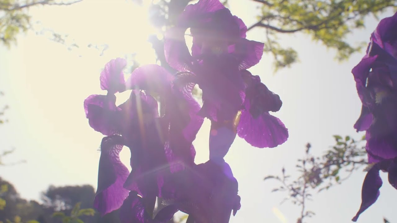 D&eacute;couvrez l'Eau de Parfum IRIS par la Maison Molinard