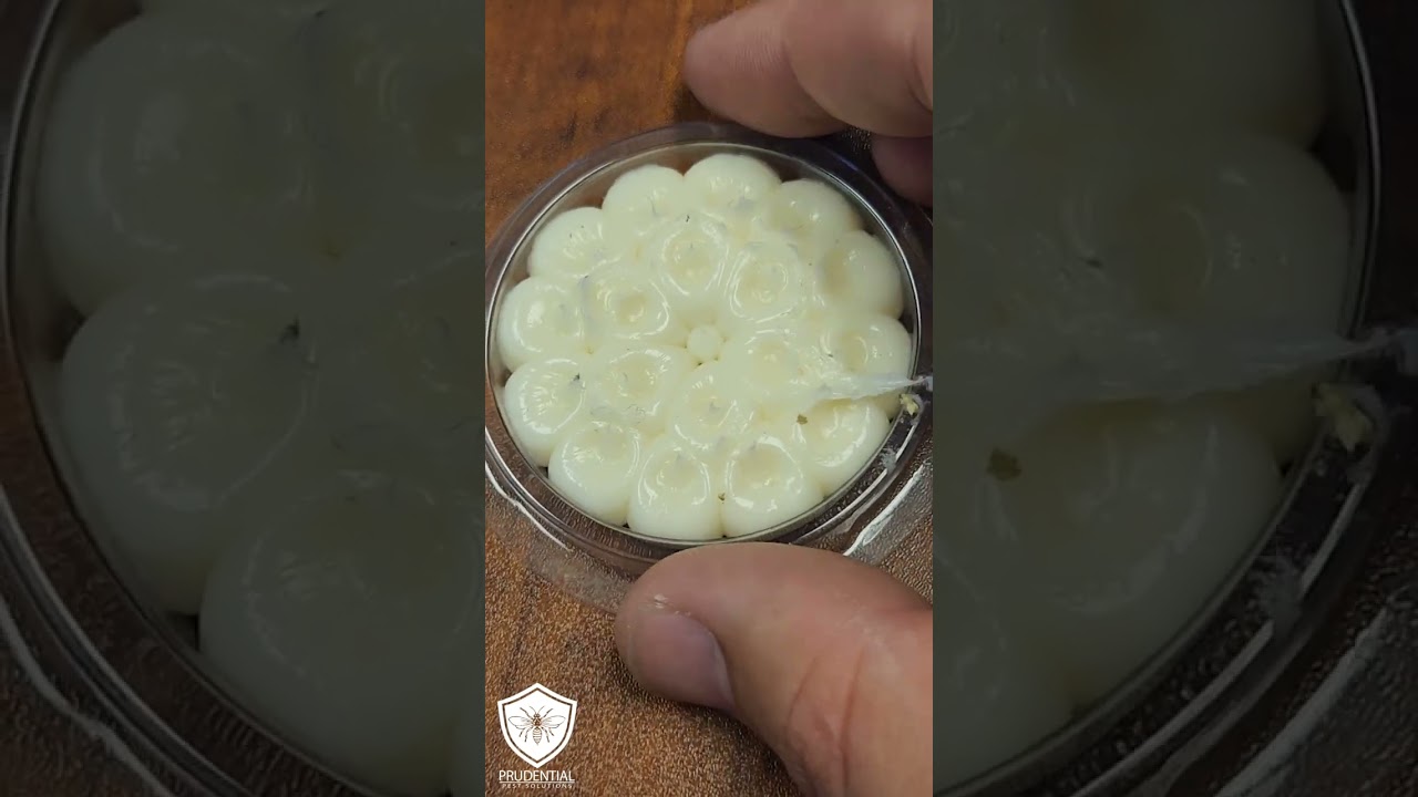 Bird Control that's better than spikes #birds #birdspikes #birdnest #birdcontrol #pestcontrol