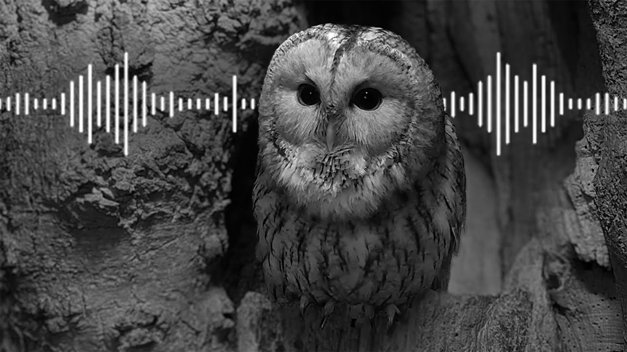 Soft Sound of Tawny Owl Love Calls 💗 | Animal Sounds | Robert E Fuller