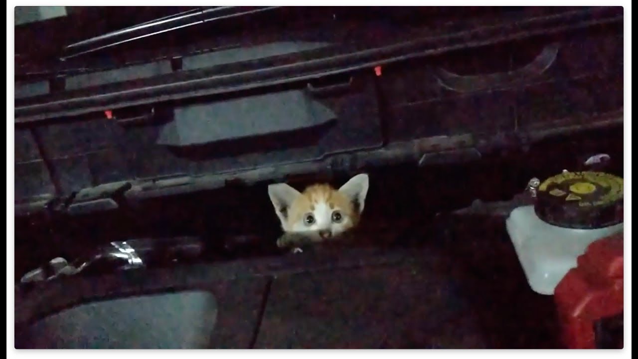 OTOMOBİLİN MOTORUNA KEDİ KAÇTI 🙀 (BÜYÜK OPERASYON)