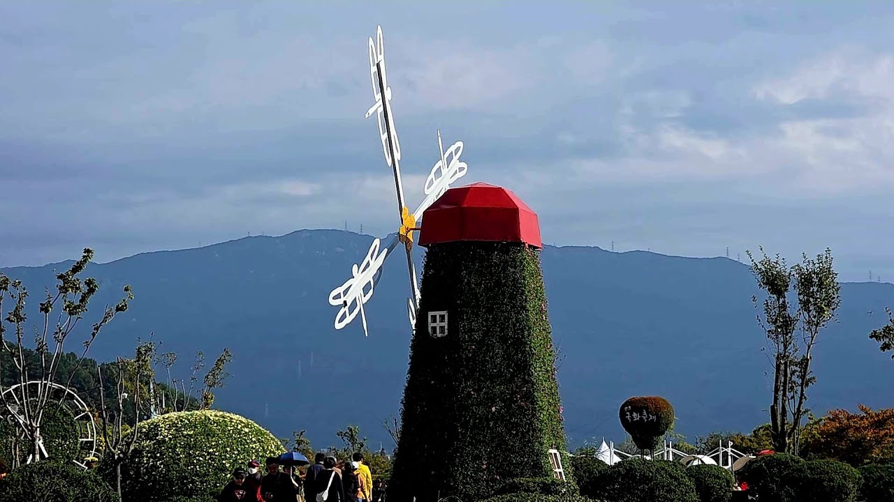 양산 국화축제, 25.10.26. 10%개화