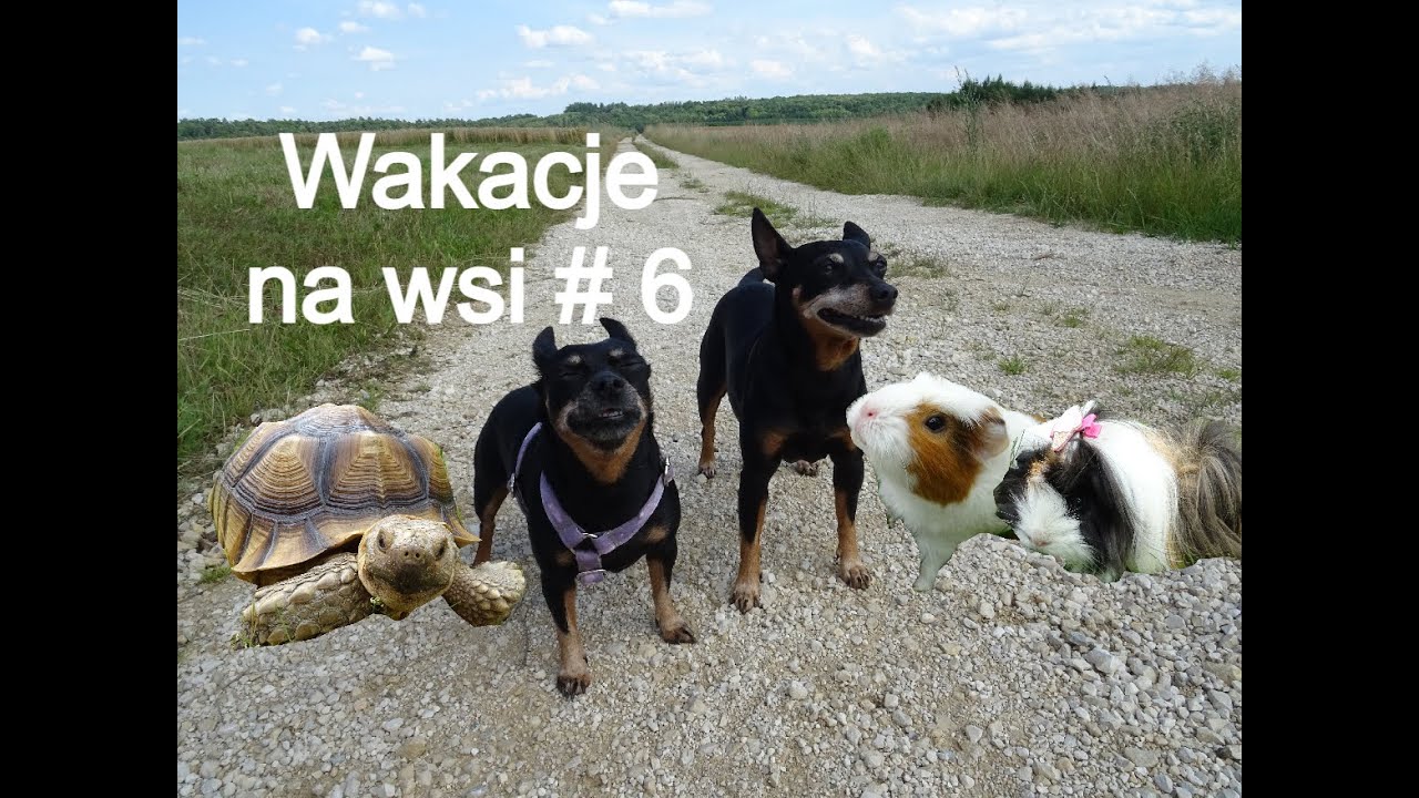 Cały dzień na wakacjach ze zwierzakami