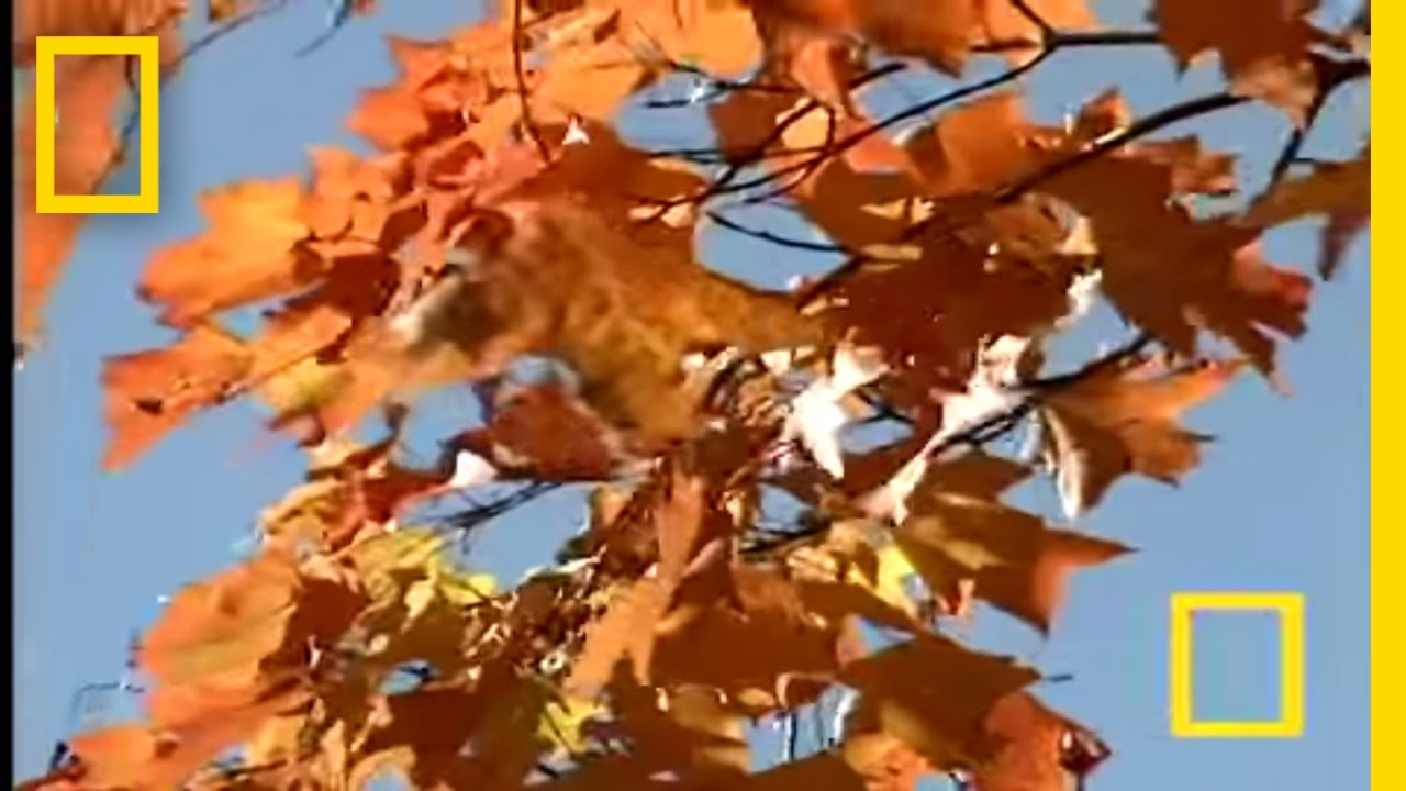 Autumn Leaf Hoppers | National Geographic