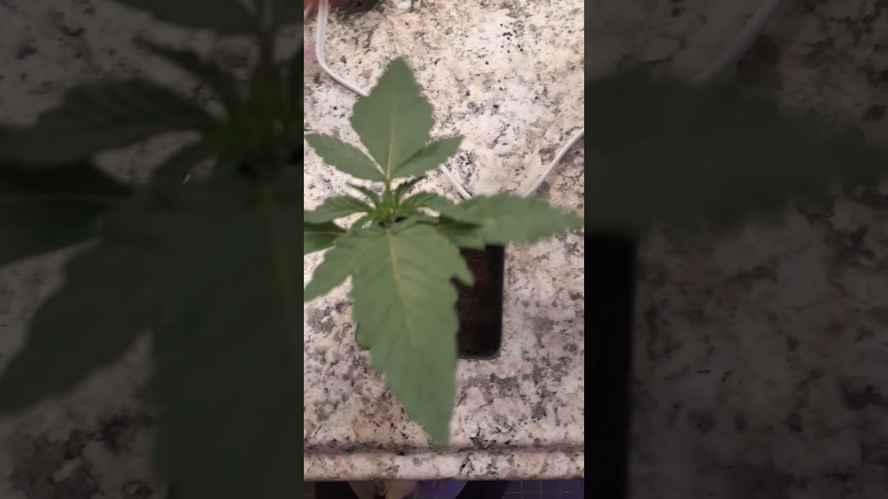 Is This Normal for a Cannabis Plant