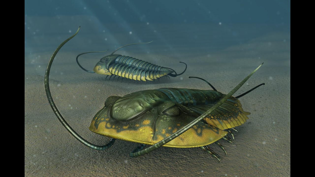 Quickisode: Trilobite Anatomy