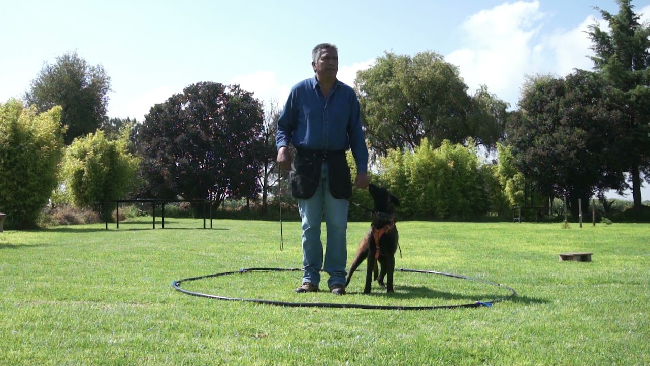 CARGAR HERRAMIENTAS, COLLAR DE PICOS, ESLINGA, PARA CUIDAR UN OBJETO, ADIESTRAMIENTO CANINO