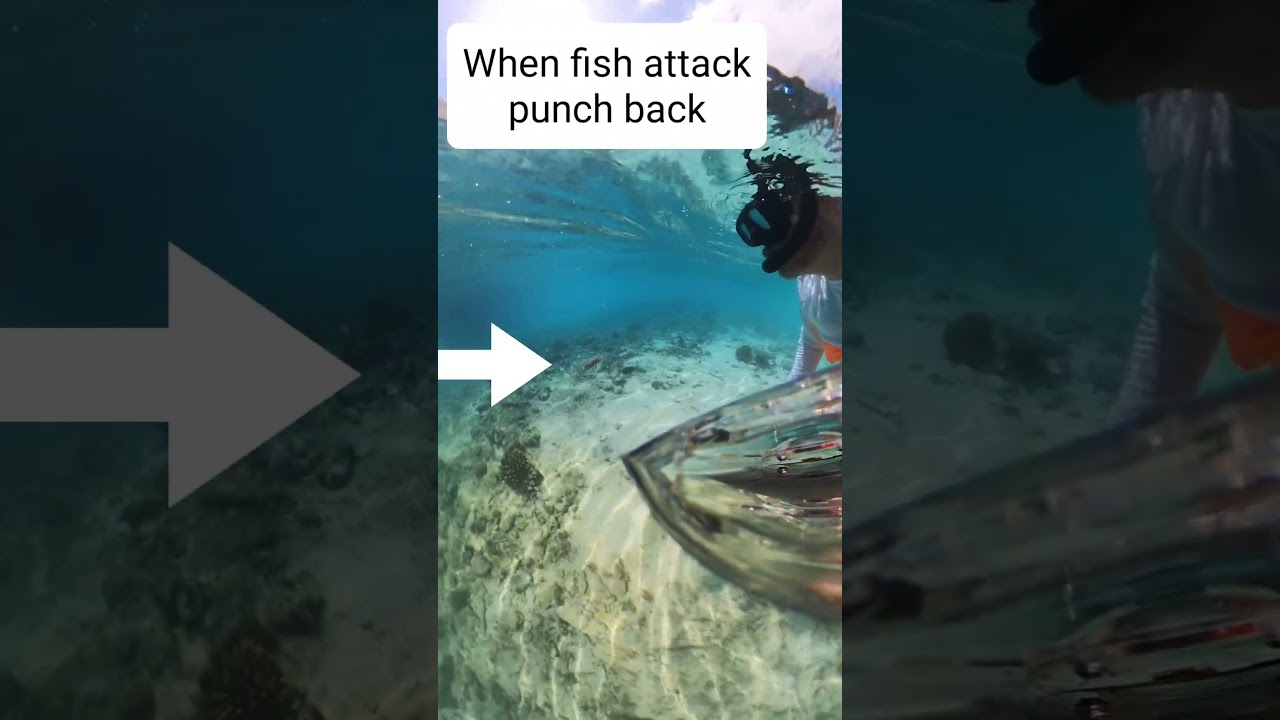 When fish attack,  punch back. #triggerfish #maldives #snorkeling