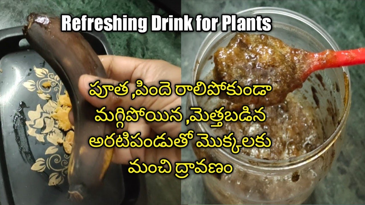 పూలు పూయడానికి ఒక మంత్రం లాగా పనిచేస్తుంది| Summer Fertilizer for Plants  #BananaFertilizer #Flowers