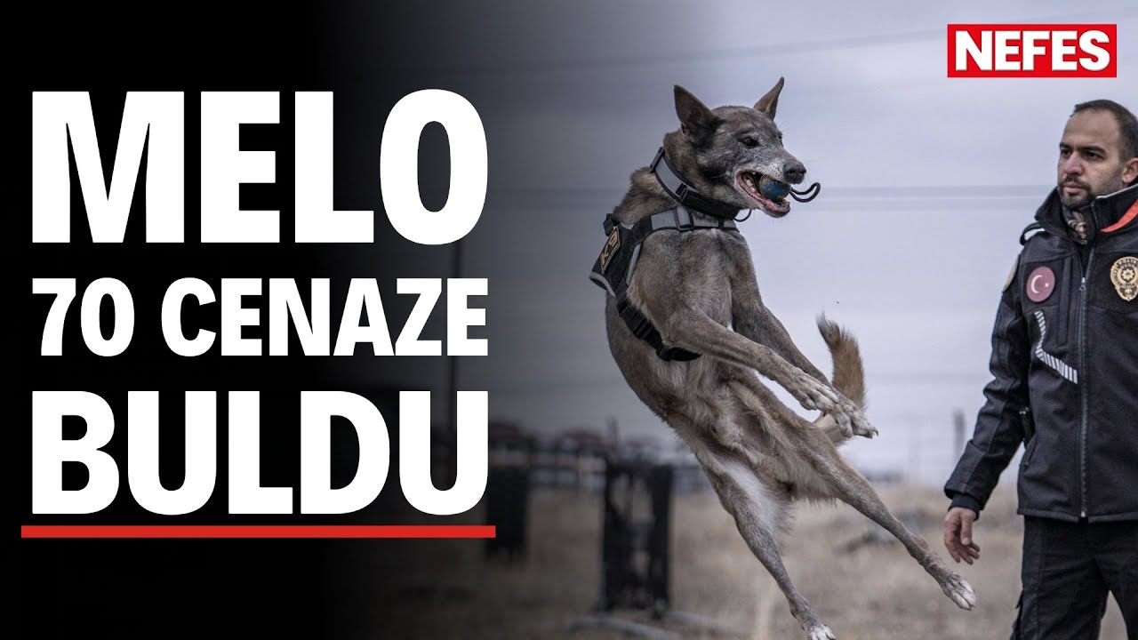 Kadavra köpeği Melo, 70 cenaze buldu