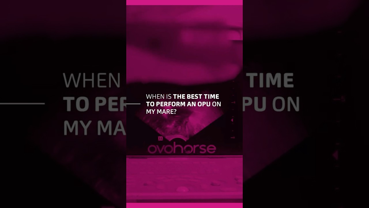 🐴 When is the best time to perform OPU on a mare? | Ovohorse