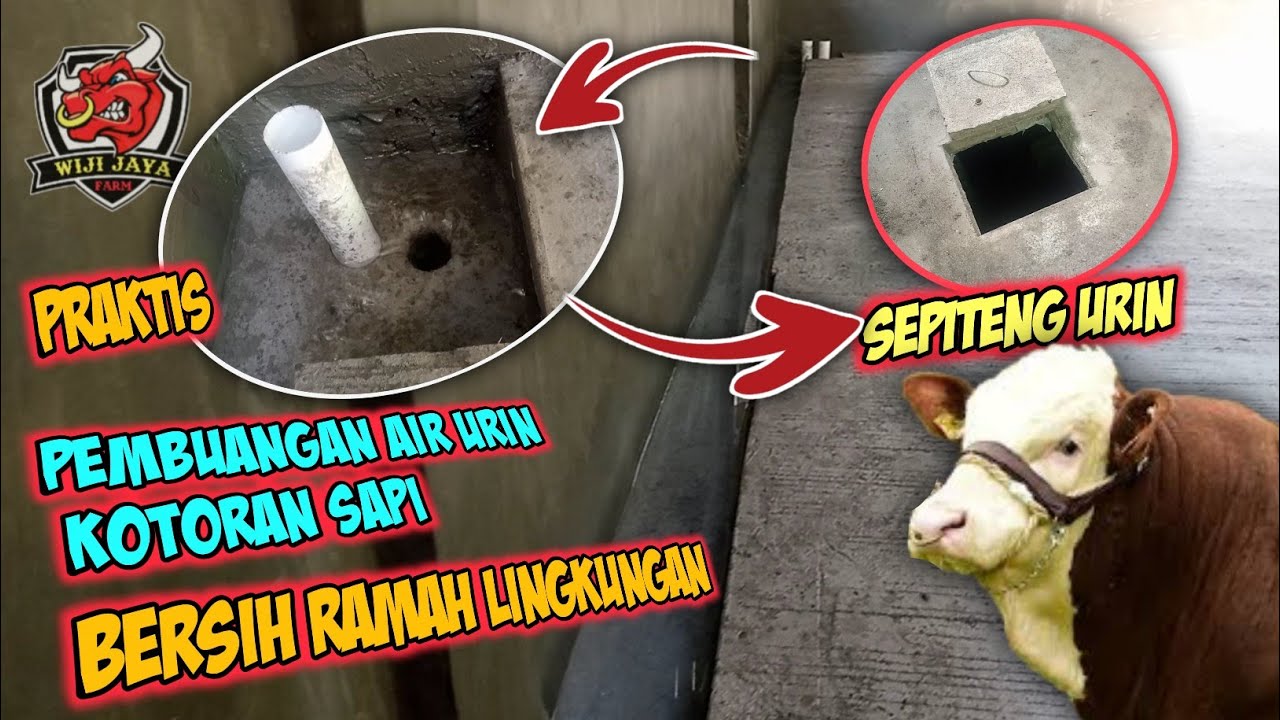 Saluran Urin Kandang sapi Ramah Lingkungan